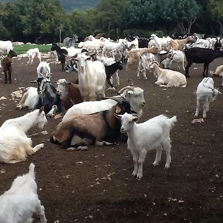 Lägenhet Leonidas Sami (Kefalonia)