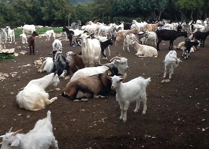 Lejlighed Leonidas Sami (Kefalonia)